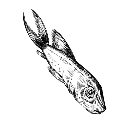 Fish 2_edited.png