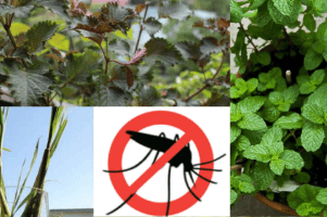 Top 10 loại cây chống muỗi phải có trong nhà!!!