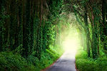 Forest Path
