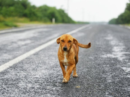 Día de derechos de los animales. 10 de diciemnbre