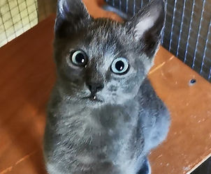 rhodos-pfoten-partner-Bild folgt.jpg