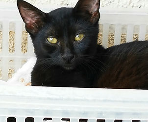 rhodos-pfoten-partner-Bild folgt.jpg