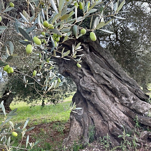 millenial olive tree Spain monumental