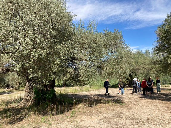 Ancient millenial olive trees, Spain