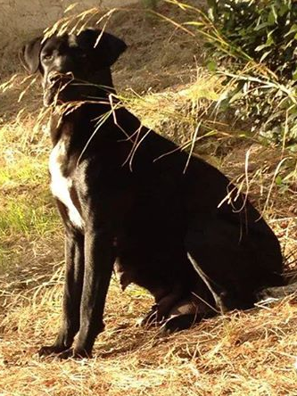 Dolly
