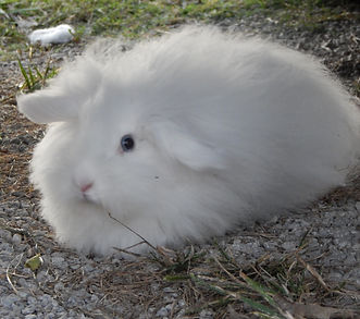 Bunnes 