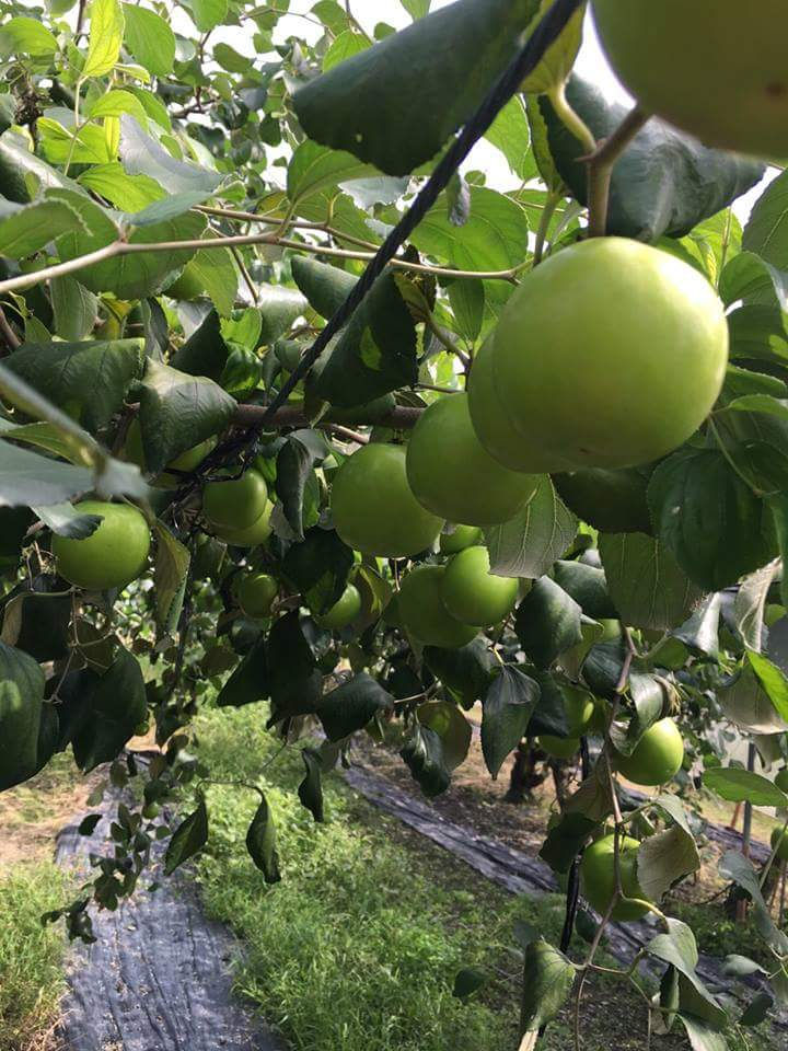 蜜棗-鹽埔鄉果樹產銷班12班