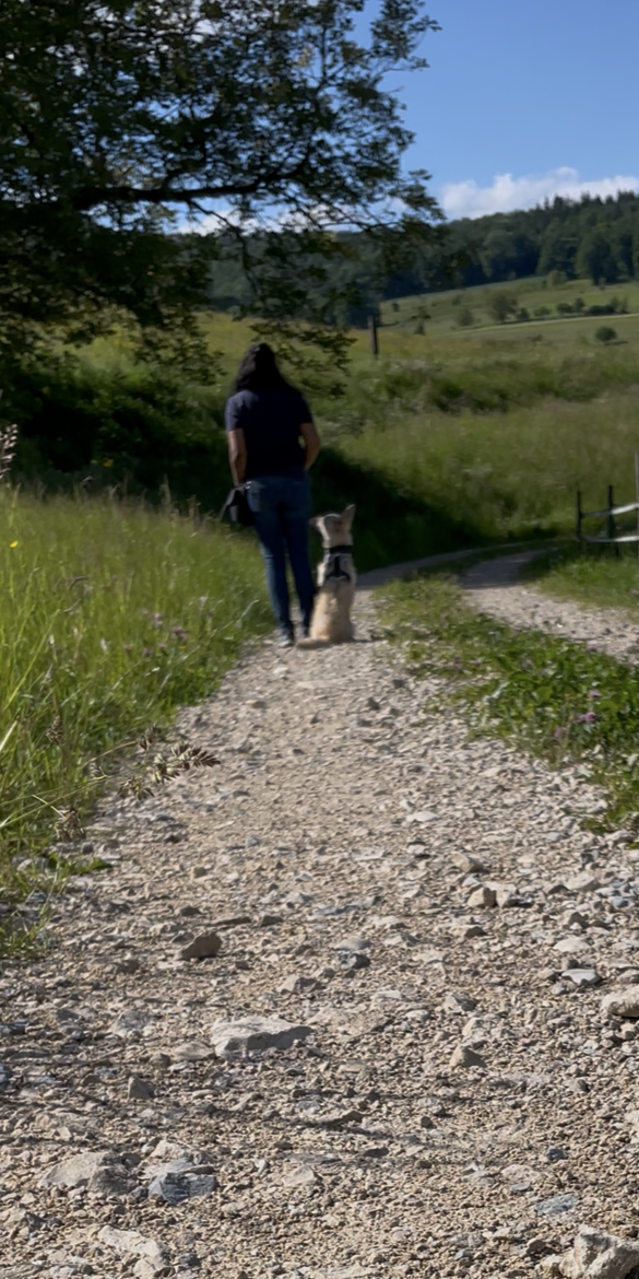 DOGTRAINING