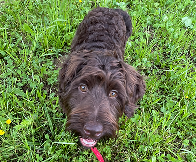 BALOU