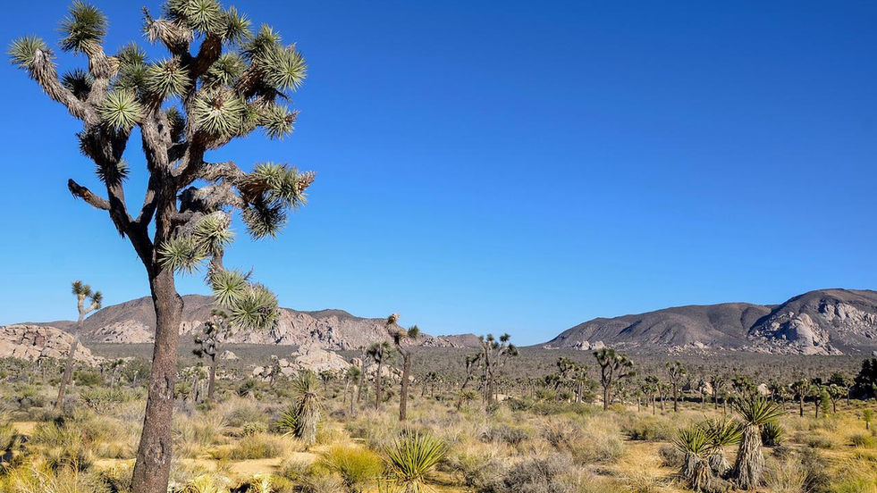 Joshua Tree: High Drama, Low Wi-Fi