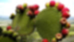 Cactus with red and green tunas, growing in a natural sunny environment