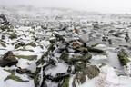 Snow‑covered rocks and boulders on Mount Washington’s alpine plateau, with patches of green moss showing through and foggy ridges in the background.