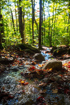 Rocky trail with wet leaves and autumn foliage on the Old Bridle Path.