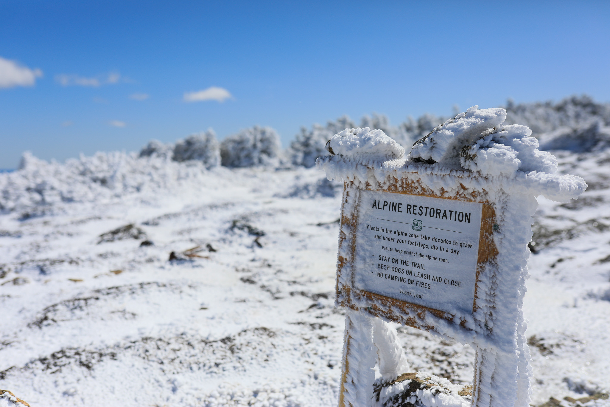 Frost‑covered Alpine Restoration sign on Mount Pierce amid snow‑covered alpine terrain.