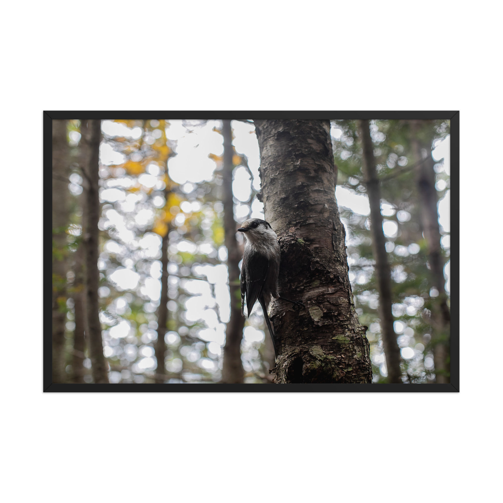 Grayjay - White Mountain National Forest, New Hampshire