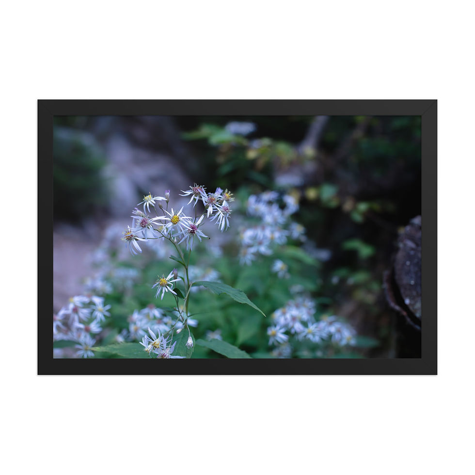 Thumbnail: White Wood Asters - White Mountain National Forest, New Hampshire copy copy