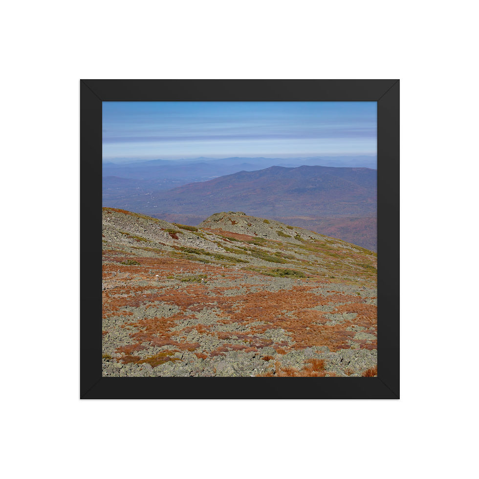Thumbnail: Autumn Alpine Grass - White Mountains | New Hampshire