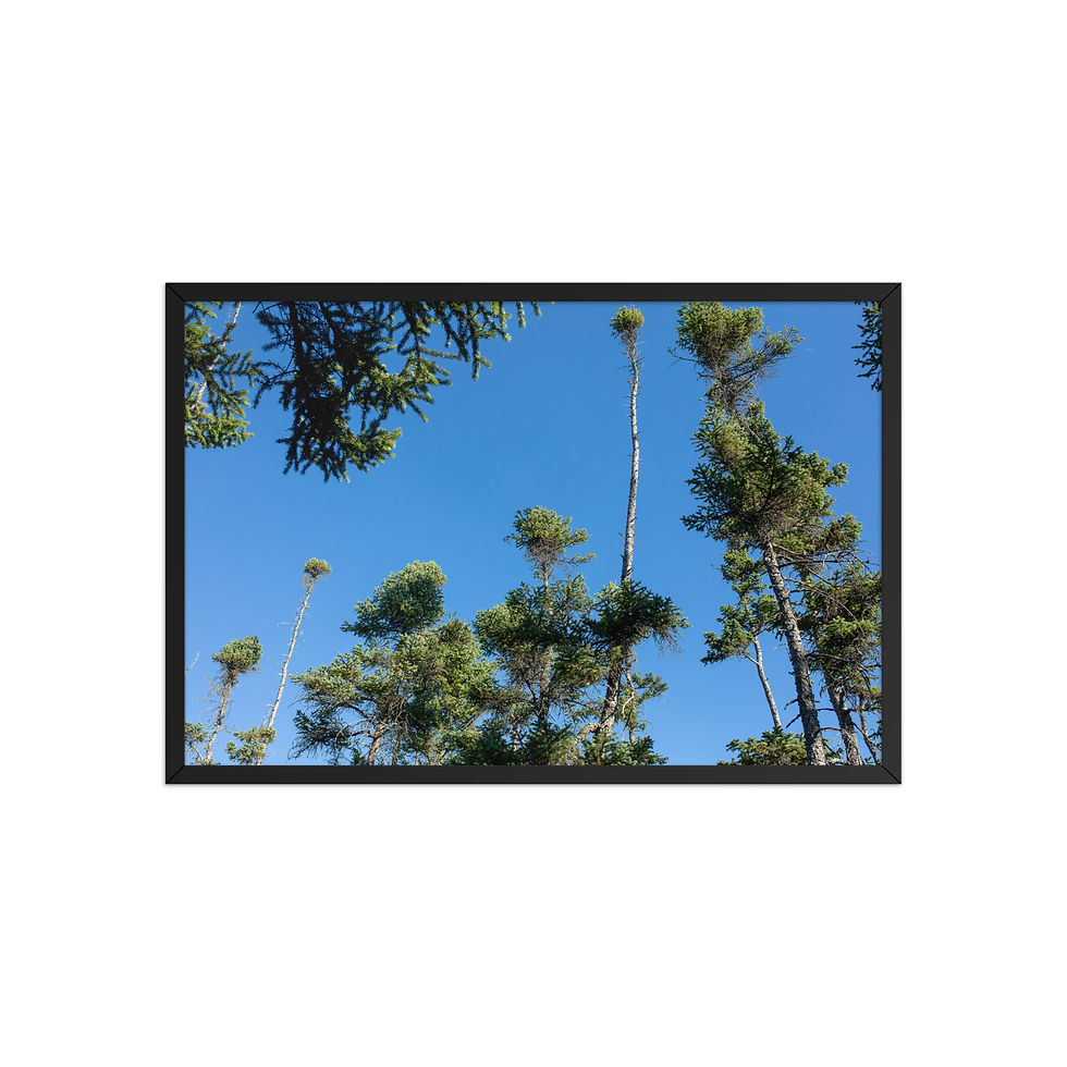 Thumbnail: Alpine Palms - Scarred Evergreen Trees | White Mountain National Forest