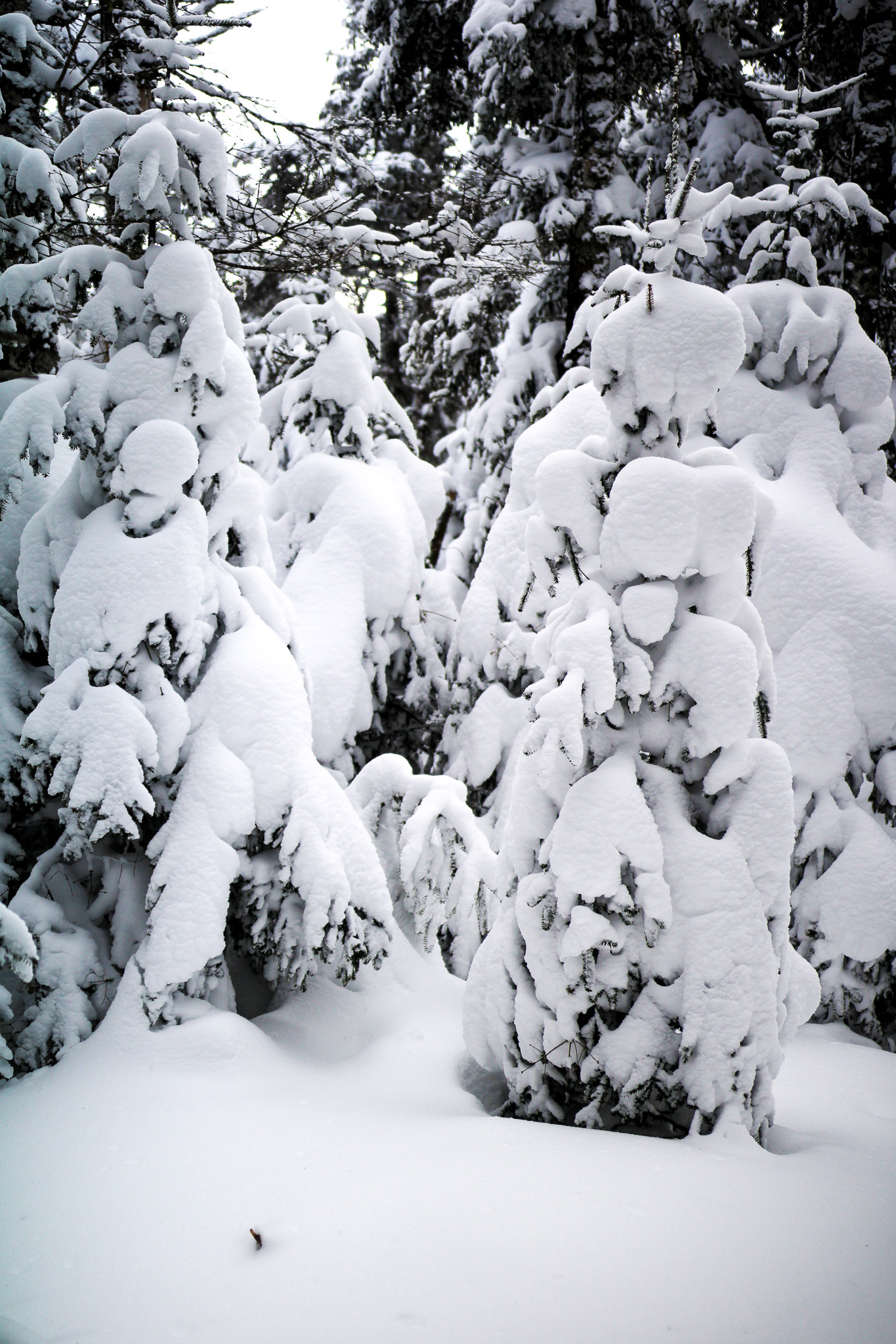 Conifer trees weighed down by heavy snow in the White Mountain National Forest.