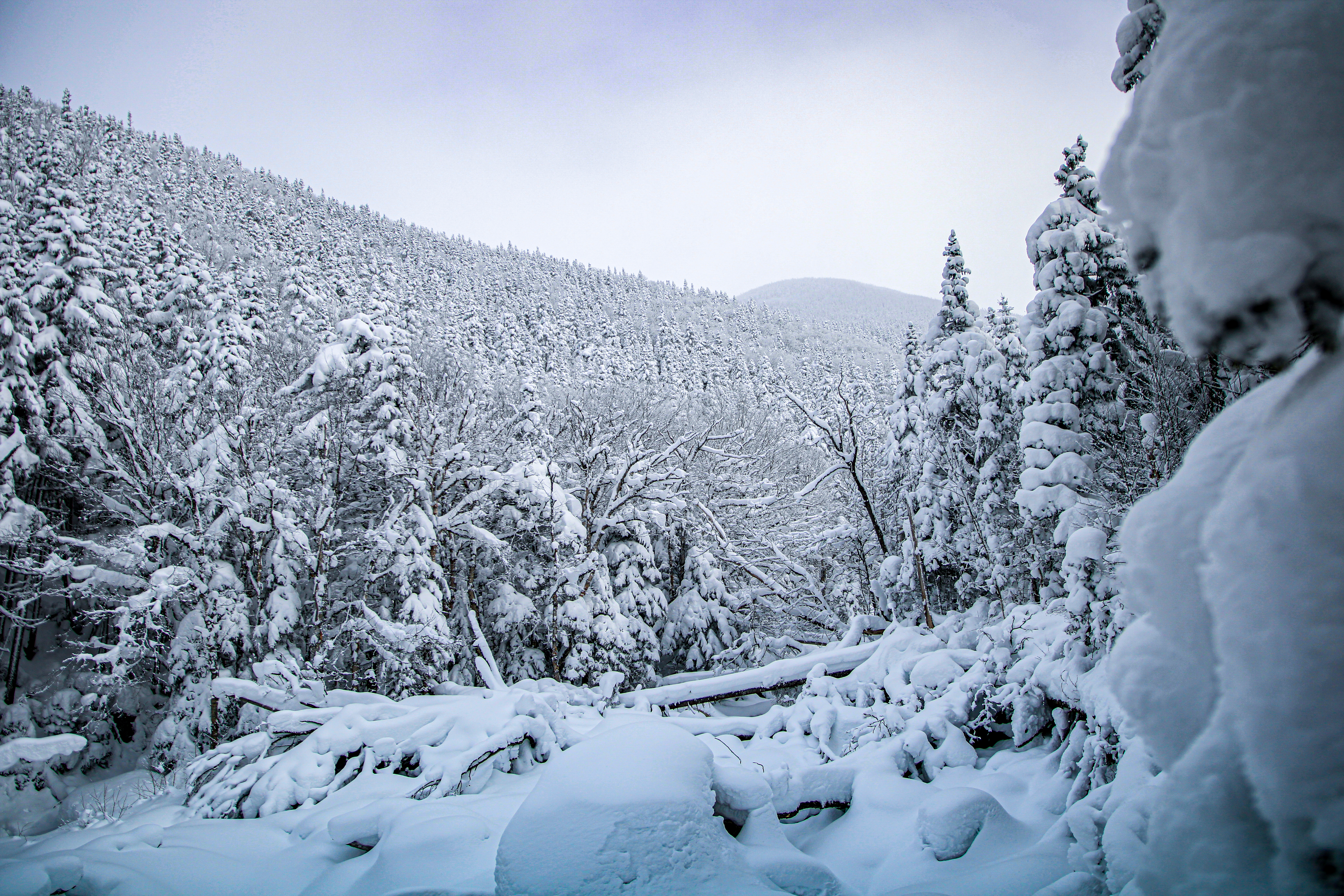 Snow‑covered trees and distant ridge in the White Mountain National Forest under a pale winter sky.