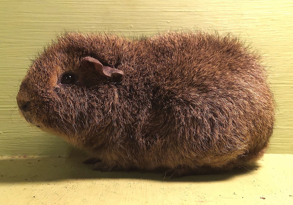 Agouti Crème