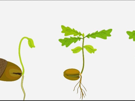 MEGA CAMPANHA DE RECOLHA DE BOLOTAS: O futuro da nossa floresta está nas tuas mãos! 🌳