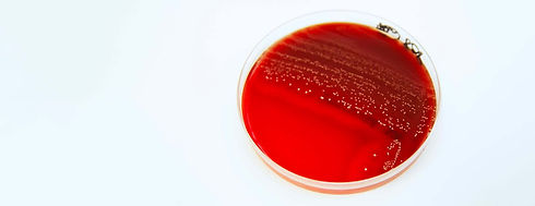 microbiologie.jpg
