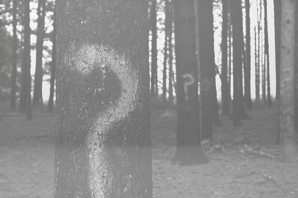 forest%20trees%20marked%20with%20question%20marks_edited.jpg