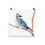 Thumbnail: "Blue Jay" Square Watercolor Print Poster