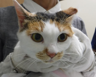 1329松鵜しろ.JPG