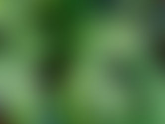 Blackberries, Brambles and Briers