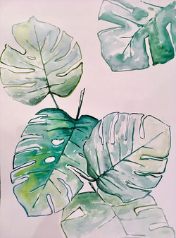 Monstera - 5