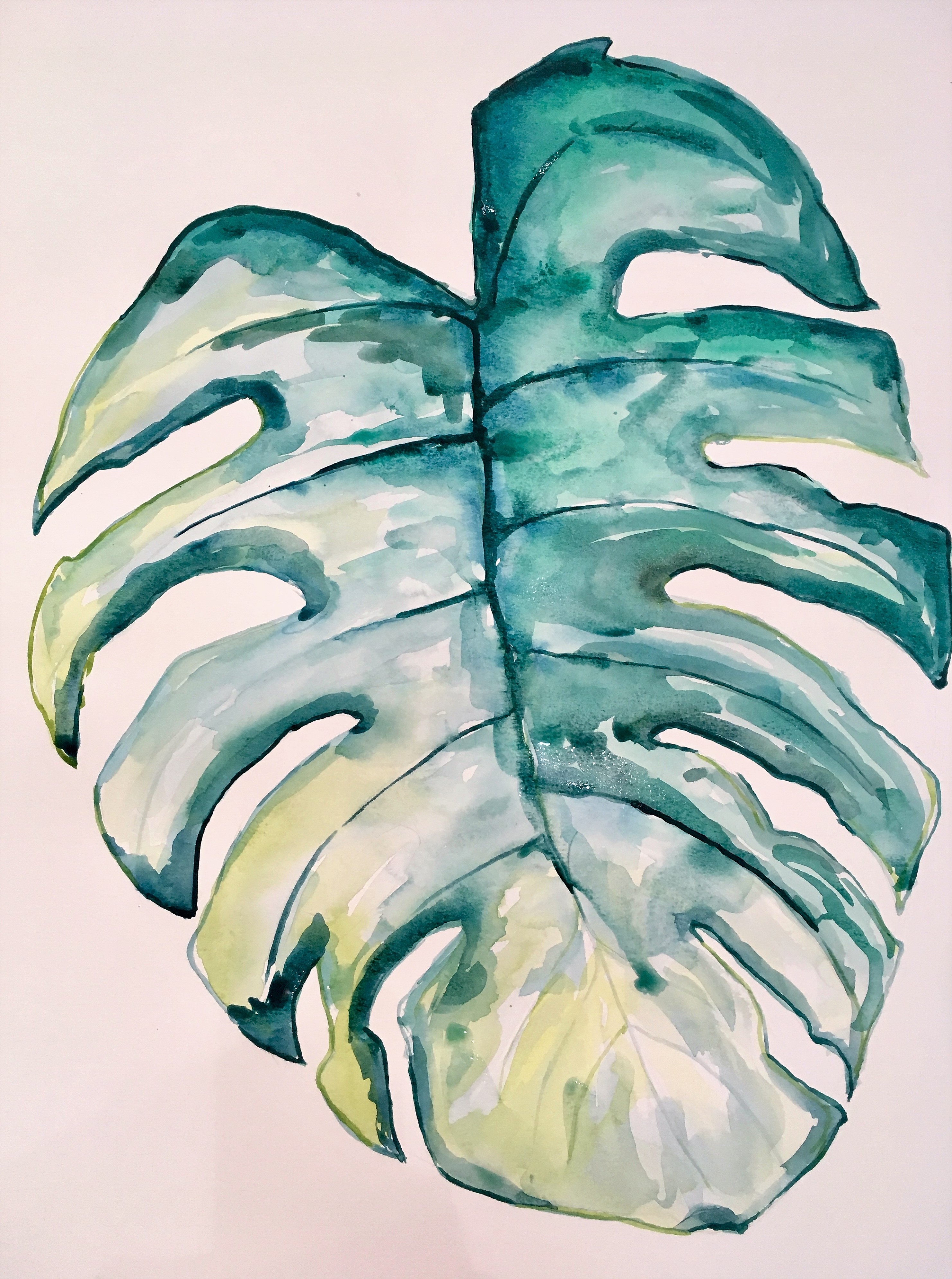 Monstera - 1