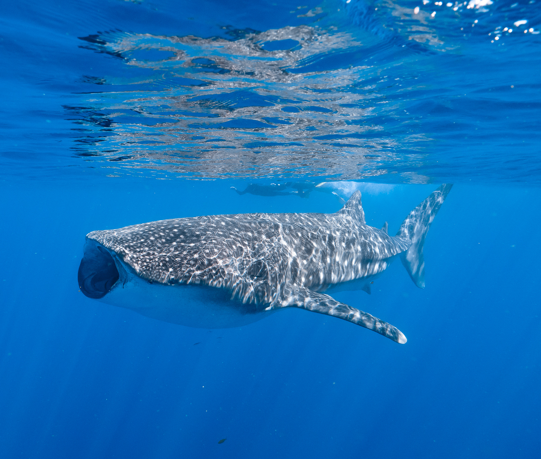 Squalo Balena a Ningaloo Reef, Australia