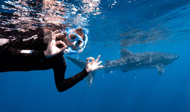 Nuotare con gli squali balena a Ningaloo Reef, Australia