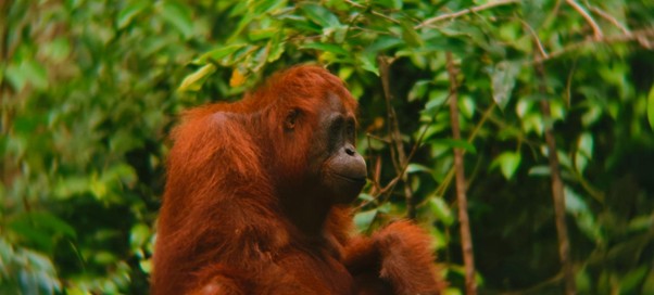ORANGUTAN, FORESTA DEL BORNEO INDONESIANO