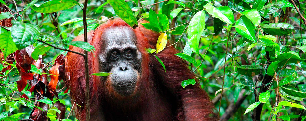 ORANGUTAN, FORESTA DEL BORNEO
