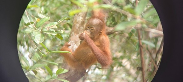 PICCOLO DI ORANGO, KALIMANTAN