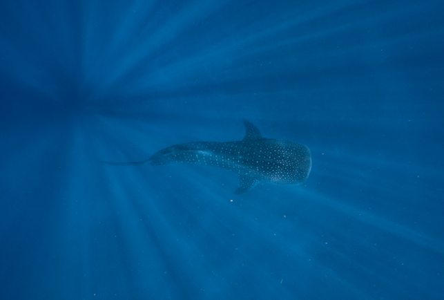 Squalo Balena a Ningaloo Reef, Australia