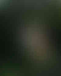 Villa esclusiva con piscina privata sorge in mezzo alla foresta