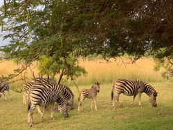 Zebra family