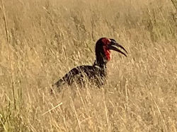 Ground Hornbill