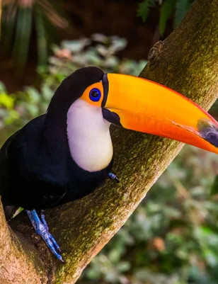 tucano.jpg