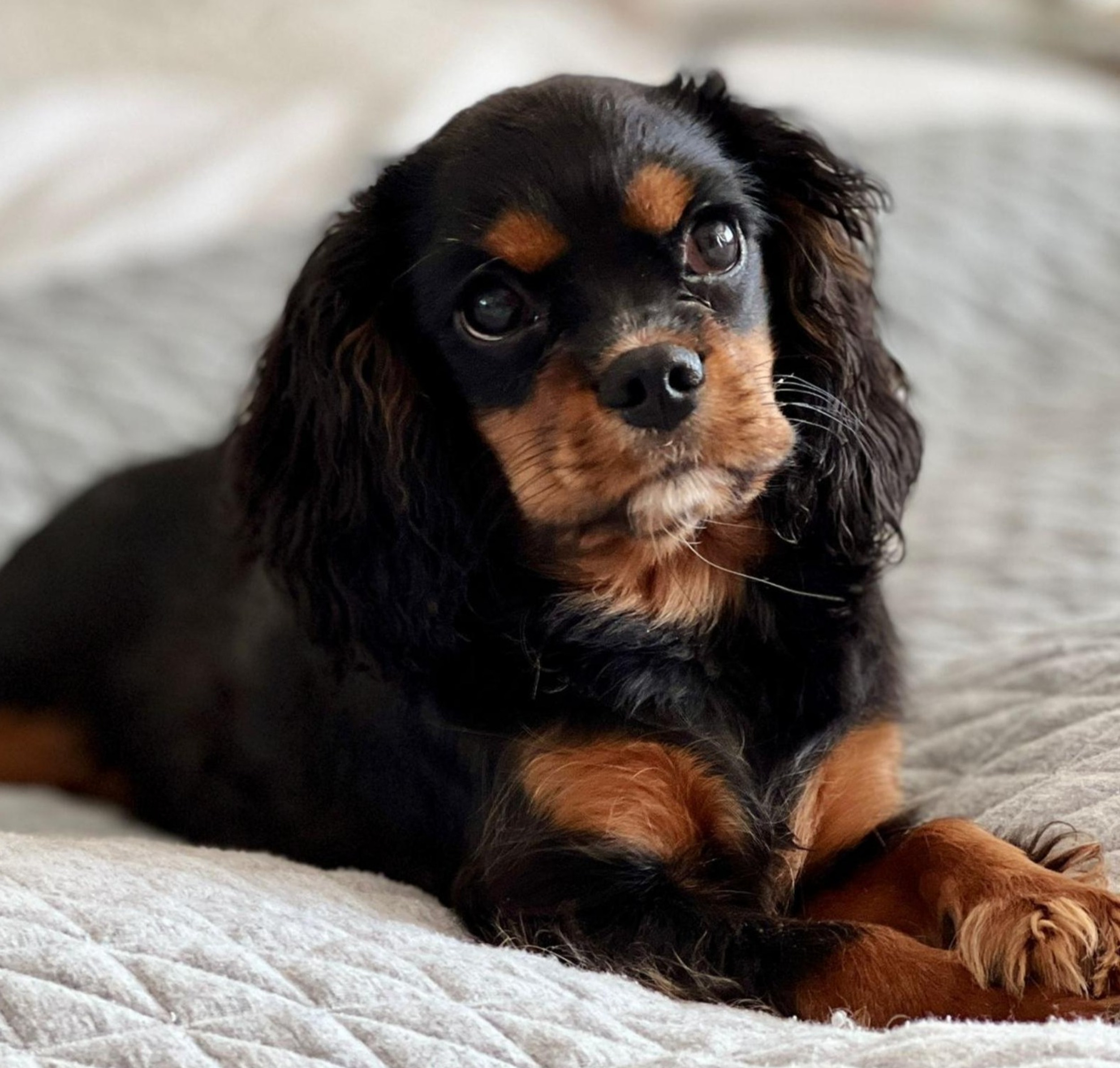 Kennel Club Assured Breeder. Cavalier King Charles Spaniel Pups and Cavapoo Pups.