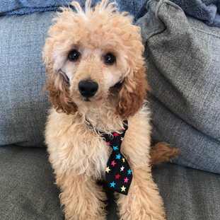 Pippin our Stud.