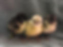 trillingar_klack_2.jpeg