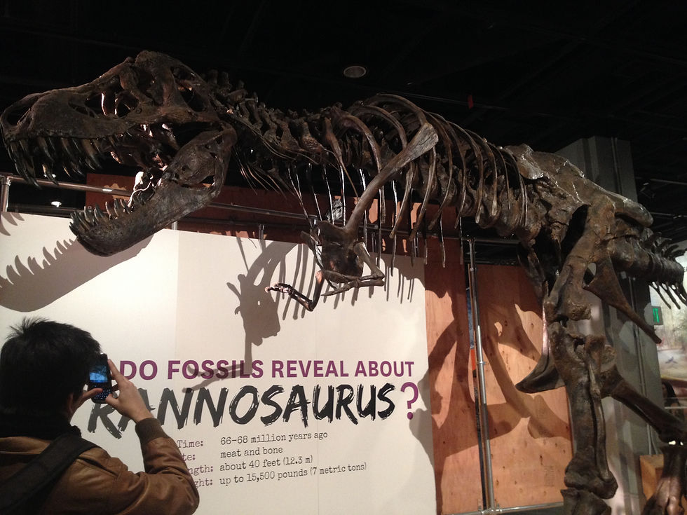 T-Rex at Natural History Museum