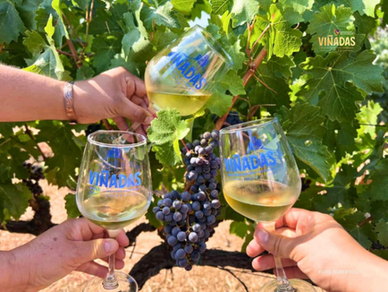 Continúa “Viñadas 2025” con eventos en el Valle de Guadalupe; invitan a la “Cosecha Bohemia”