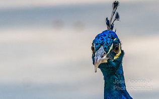 Capemaycountyzoo-4.jpg