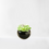 Thumbnail: Original Mini Potted Artificial Plants- Black Base